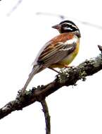 Imagem de Emberiza flaviventris flaviventris Stephens 1815