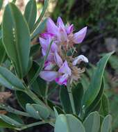 Imagem de Indigofera cytisoides Thunb.