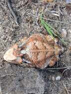 Image of Short-tailed horned lizard