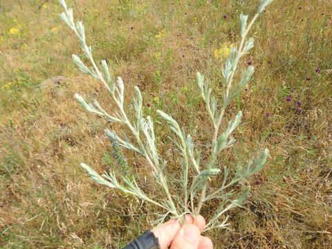 Image of Artemisia marschalliana Spreng.