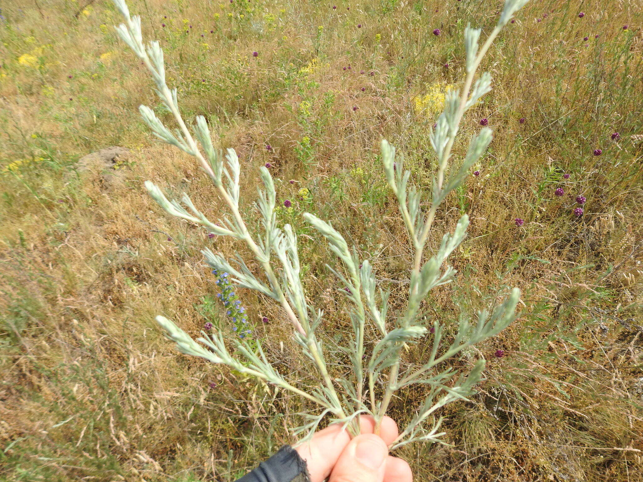 Plancia ëd Artemisia marschalliana Spreng.