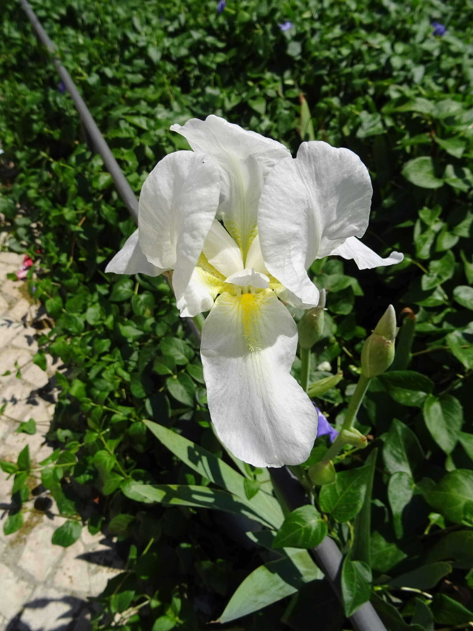 Image of Iris albicans Lange