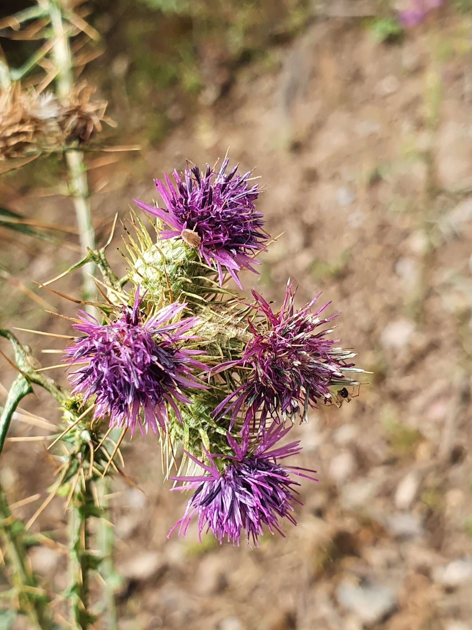 Imagem de Galactites mutabilis Dur.