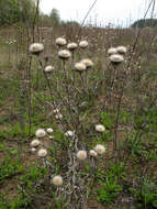 Image of Carlina biebersteinii Bernh. ex Hornem.