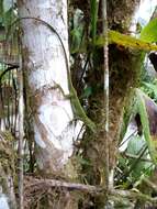 Image of Andes  Anole