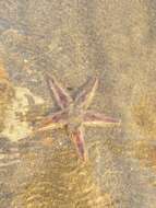 Image of Astropecten polyacanthus Müller & Troschel 1842