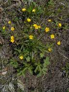 صورة Ranunculus japonicus Thunb.