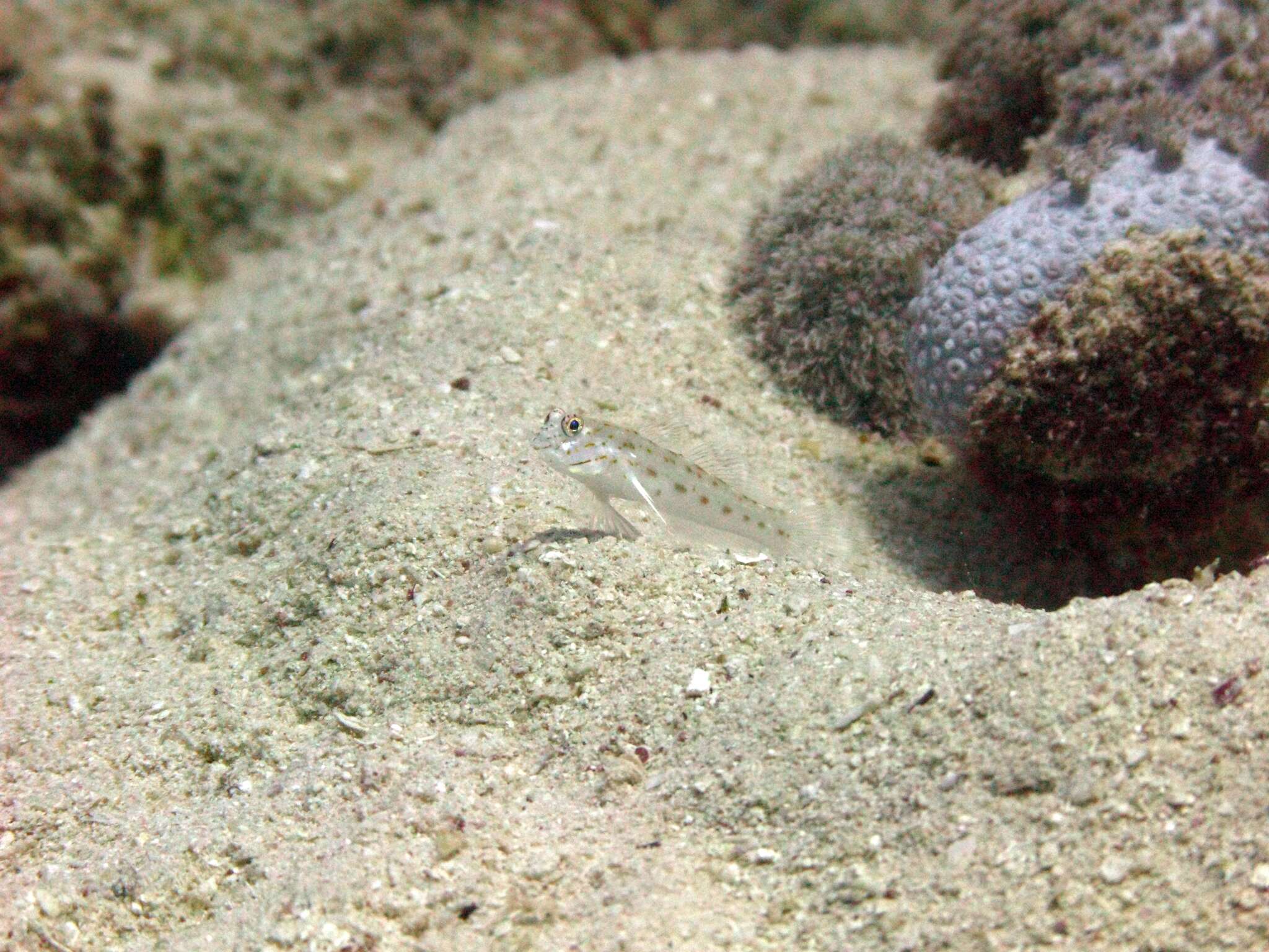 Image of Saffron shrimp-goby