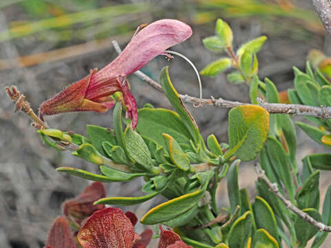 Image of Salvia lanceolata Lam.