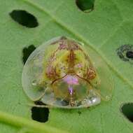 Image of Coptocycla (Psalidonota) contemta (Boheman 1855)