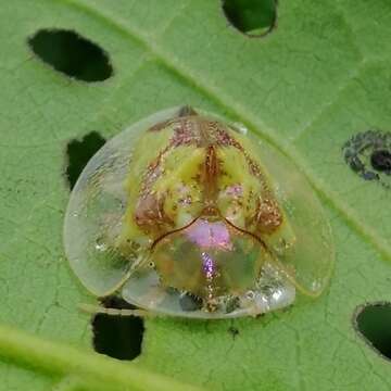 صورة Coptocycla (Psalidonota) contemta (Boheman 1855)