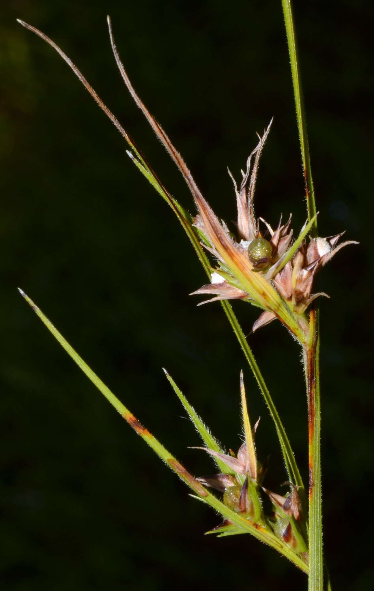 Scleria pauciflora Muhl. ex Willd. resmi