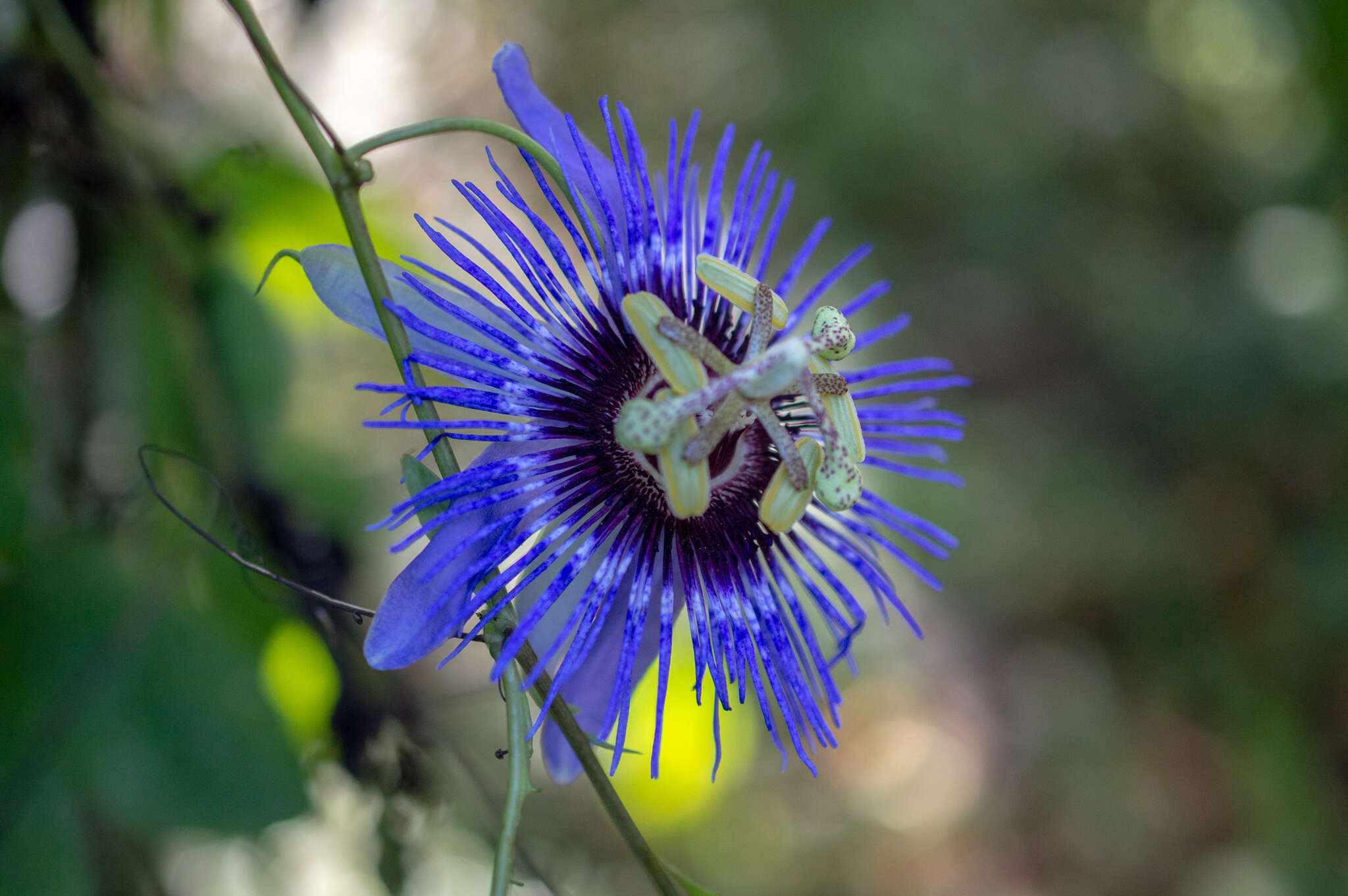 Image de Passiflora amethystina Mikan