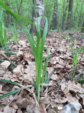 Image of Carex pilosa Scop.