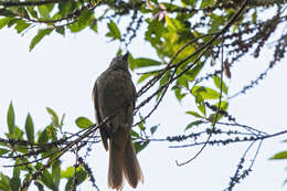 Image of Cinnamon-vented Piha