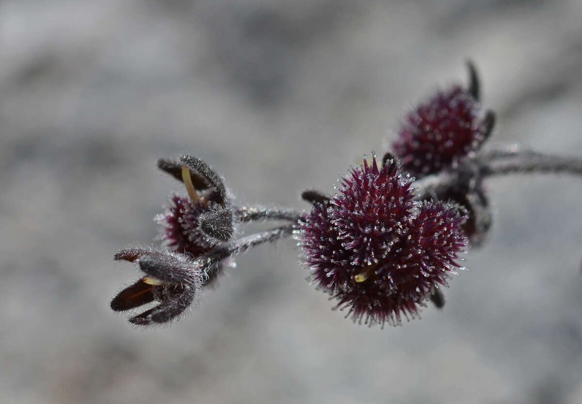 Image of Cynoglossum sphacioticum Boiss. & Heldr.