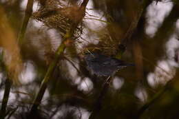 Image of Uniform Finch