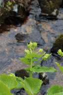 Image of Doronicum cataractarum Widd.