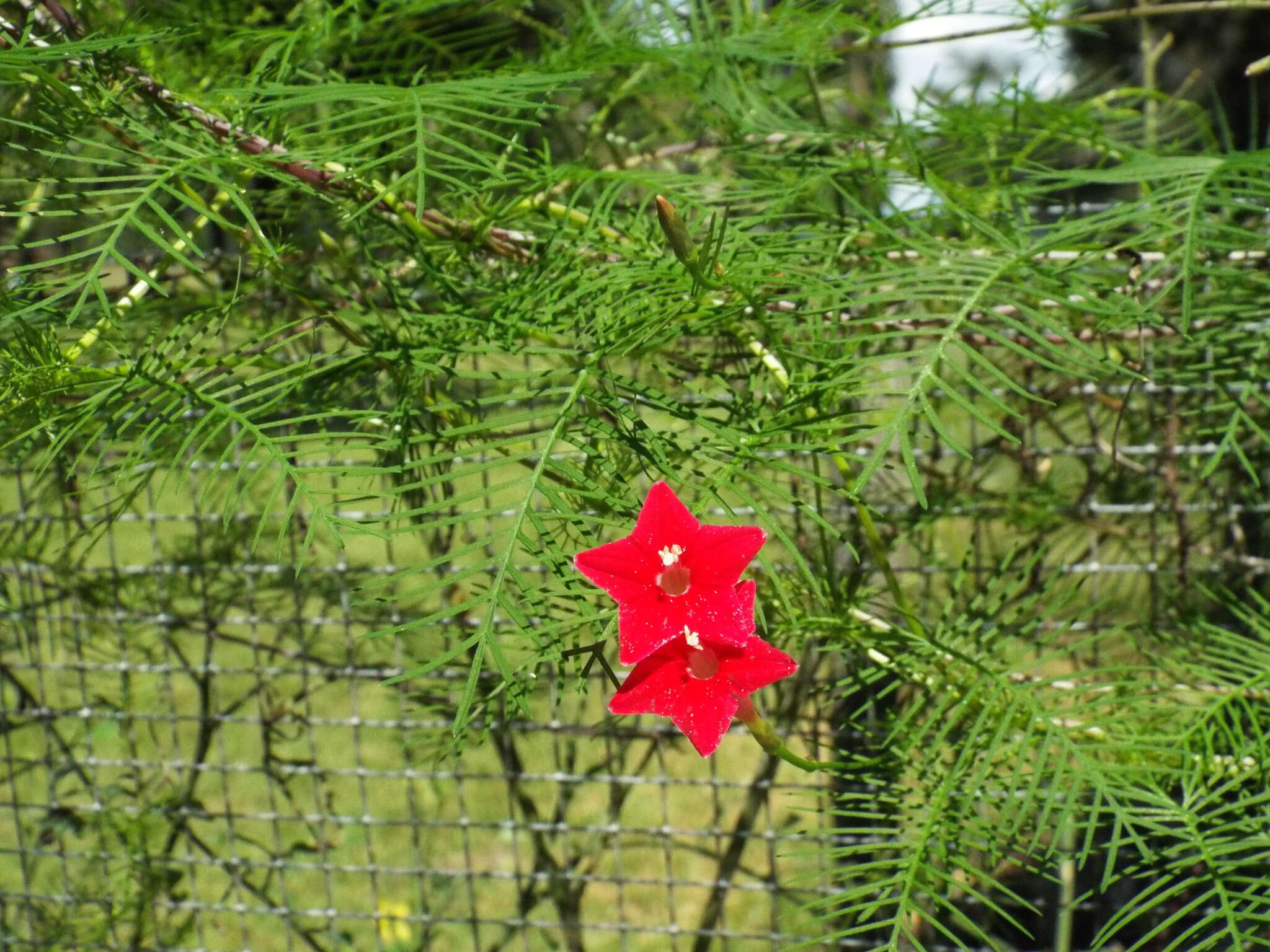 Image of Cypress Vine