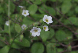 Image of Myosotis forsteri Lehm.