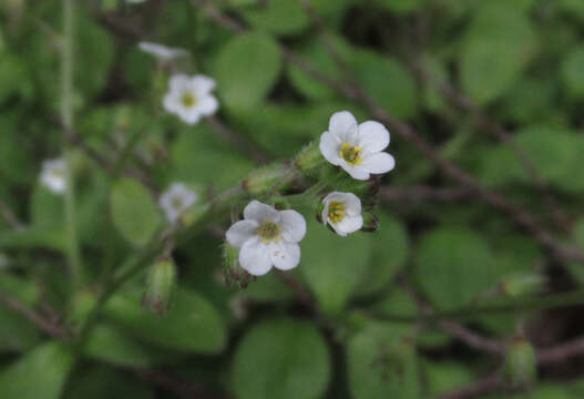 Image de Myosotis forsteri Lehm.