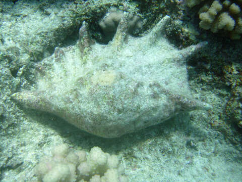 Image of Giant spider conch