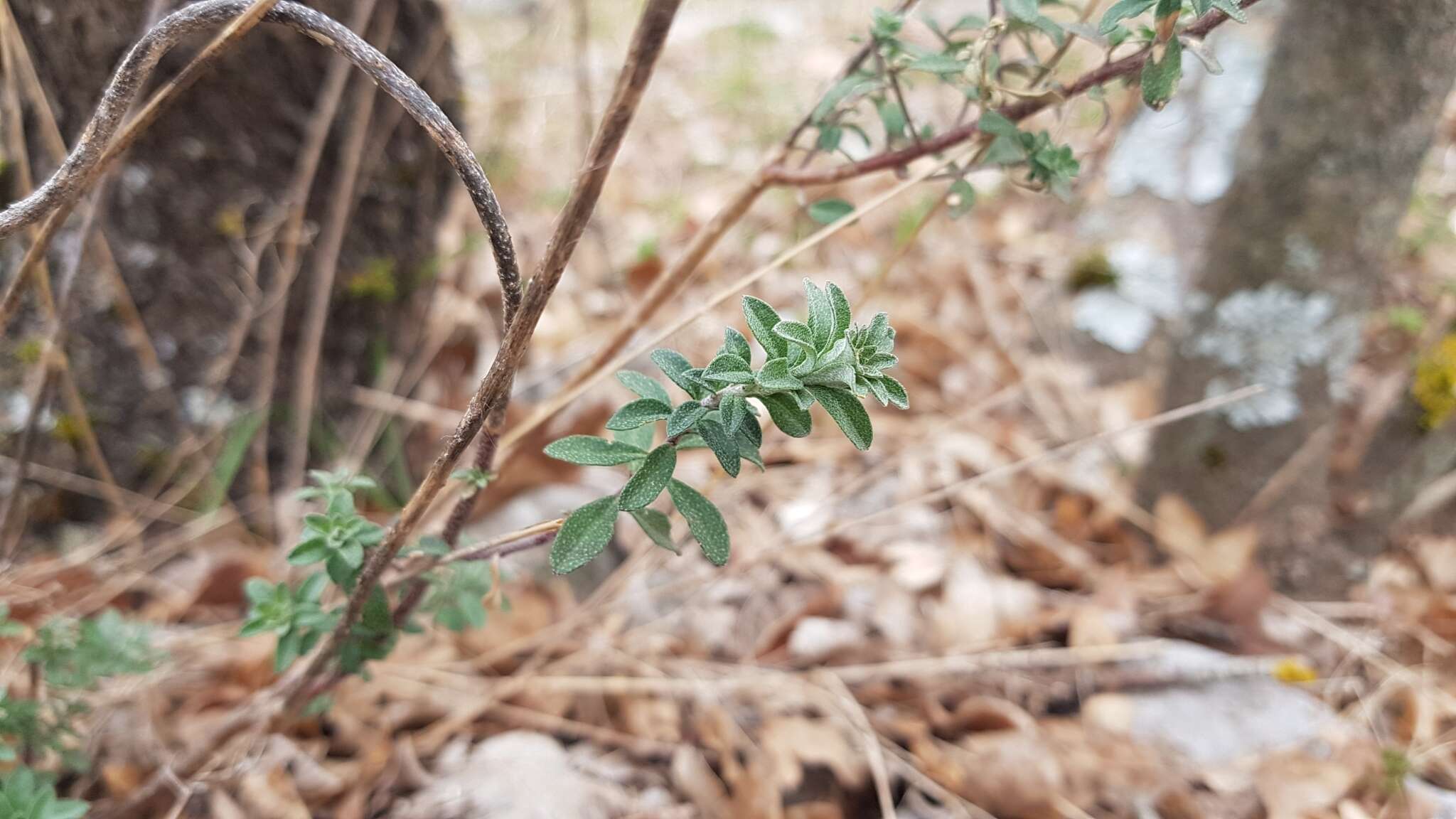 Слика од <i>Odontarrhena muralis</i>