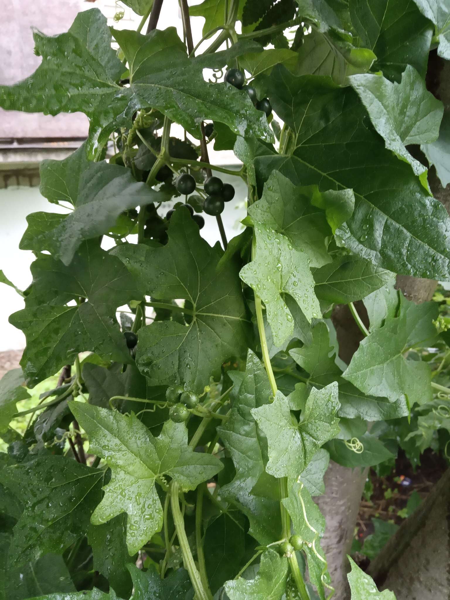 Image of white bryony