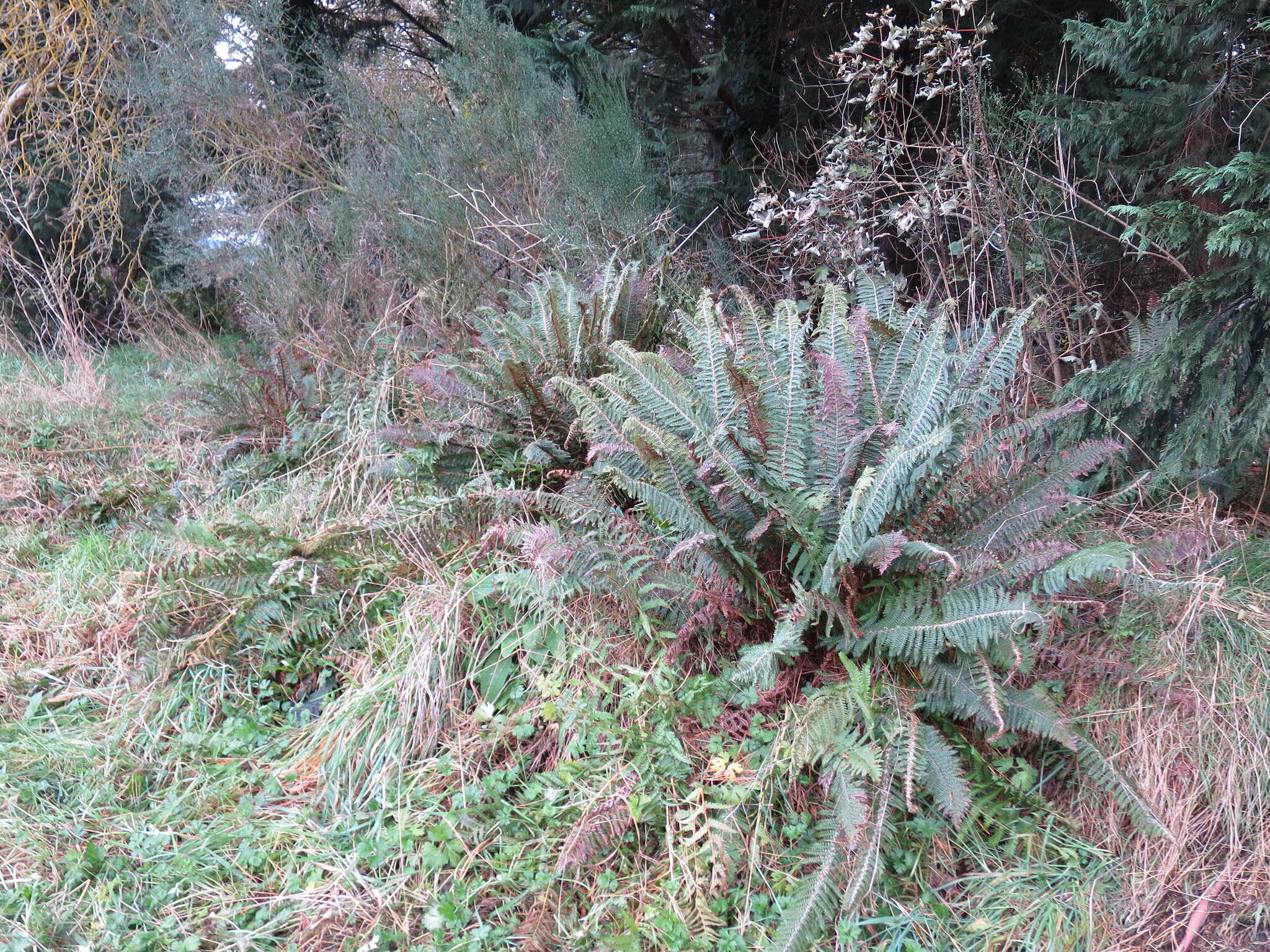 Sivun Polystichum vestitum (G. Forst.) C. Presl kuva