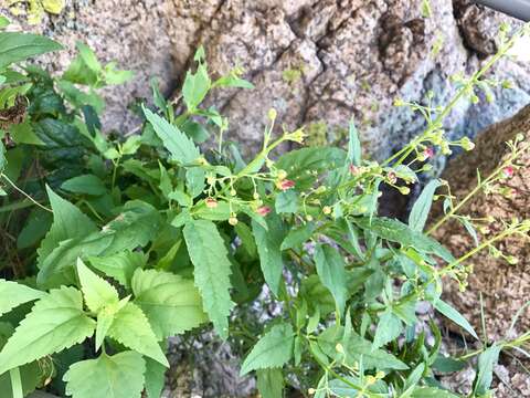 Scrophularia parviflora Wooton & Standley resmi