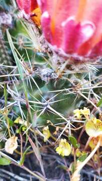 Image of Austrocactus coxii (K. Schum.) Backeb.