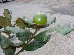 Image of Quercus costaricensis Liebm.