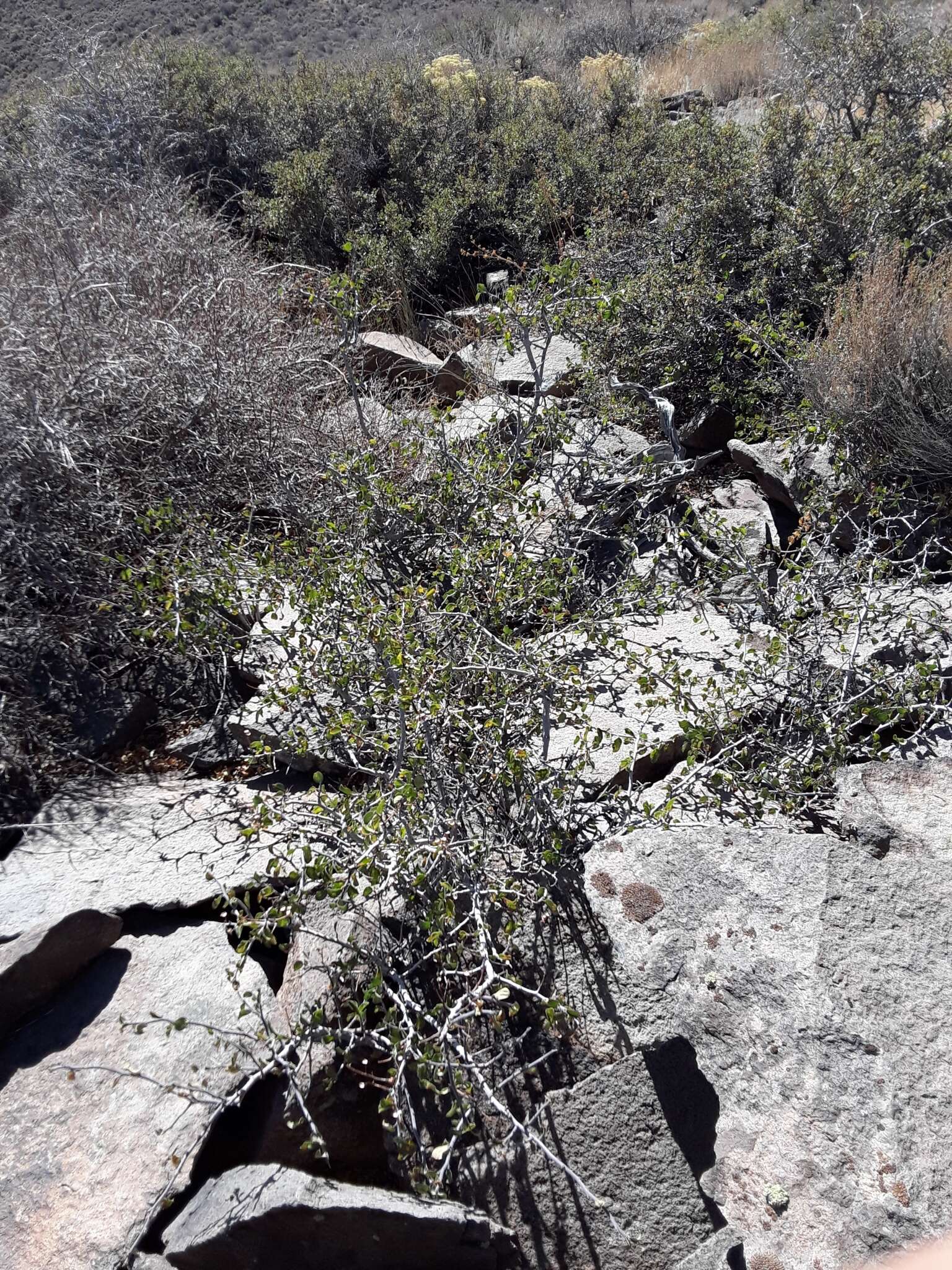 Plancia ëd Ceanothus martinii M. E. Jones