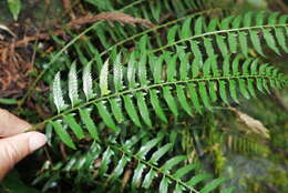 Polystichum formosanum Rosenst. resmi