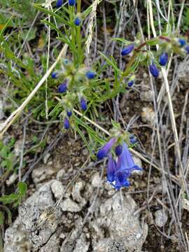 Image of stiffleaf penstemon