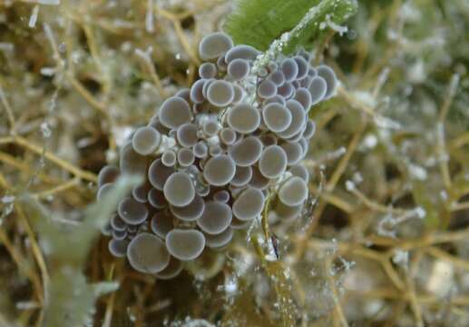 Bunodeopsis globulifera (Duchassaing 1850) resmi