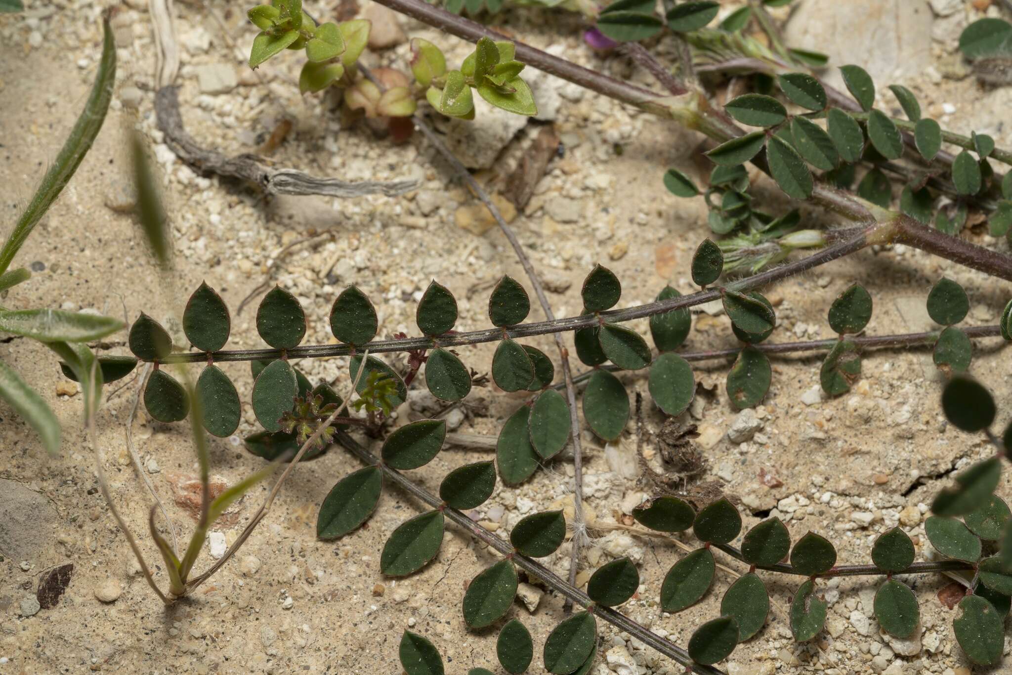 Image of cockshead sainfoin