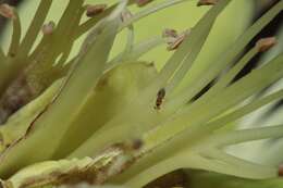 Image of Erythrina gall wasp