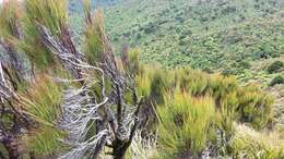 Image of Dracophyllum filifolium Hook. fil.