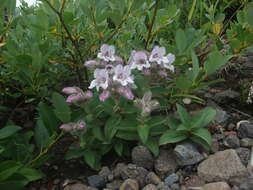 Image of Pennellianthus frutescens (Lamb.) Crosswhite