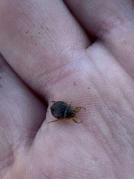 Image of Ash Meadows naucorid