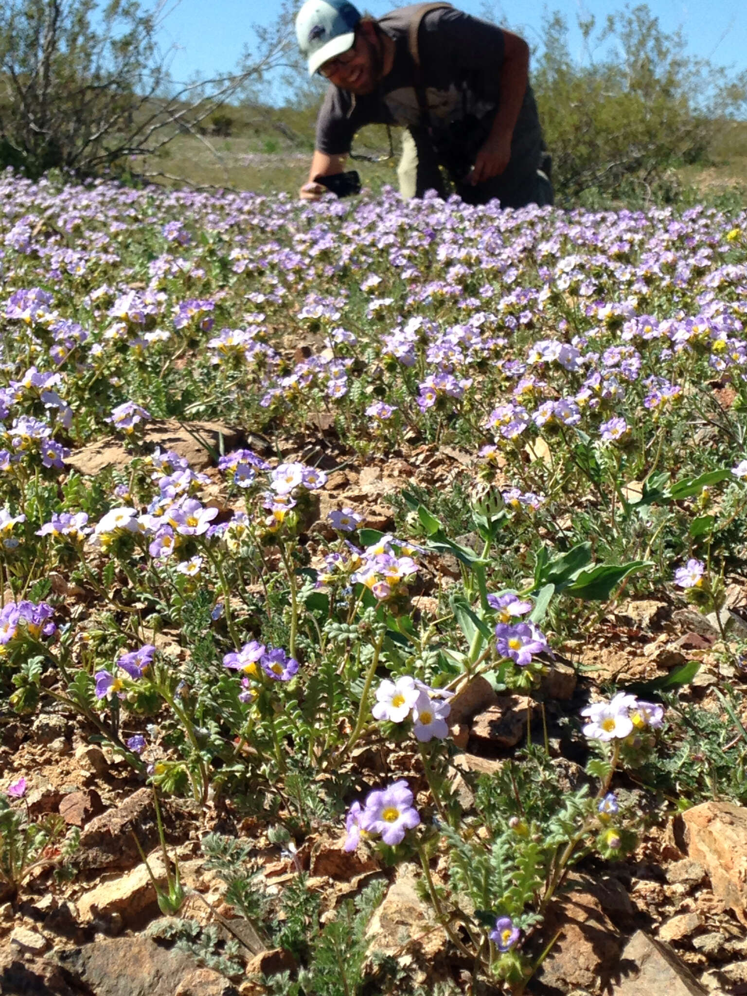 Image of Fremont's phacelia