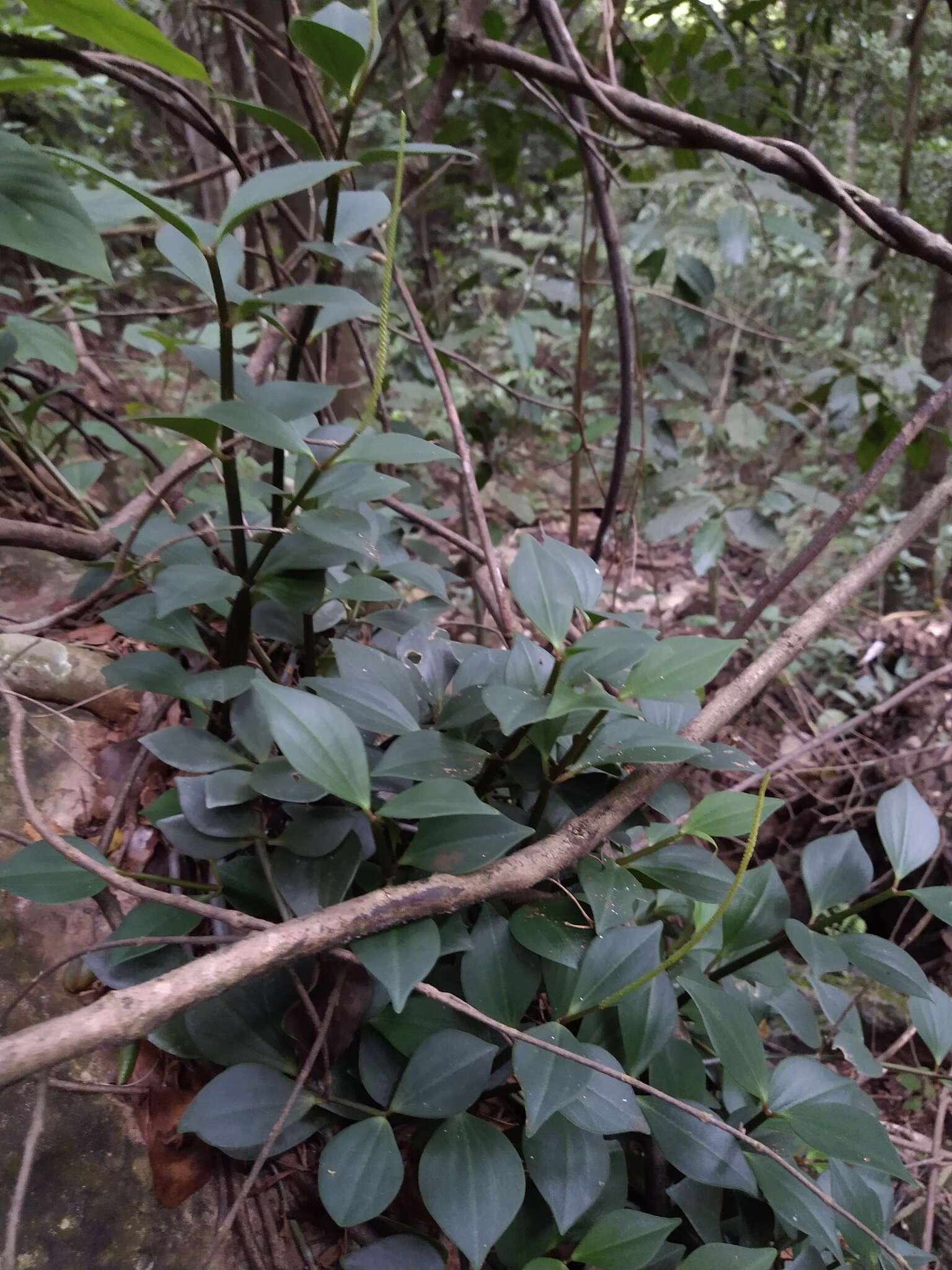 Image of Peperomia angustata Kunth