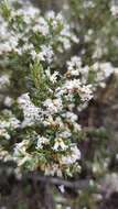 Image of Acrothamnus hookeri (Sond.) Quinn