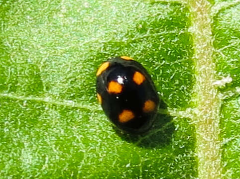 Sivun Brachiacantha ursina (Fabricius 1787) kuva