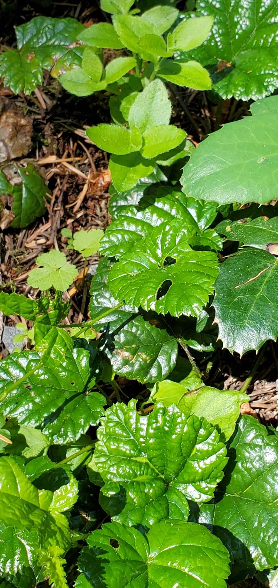 Plancia ëd Rubus nivalis Dougl. ex Hook.