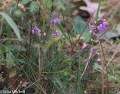 Image of Bell Heather