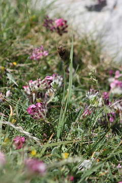 Image of Carex parviflora Host