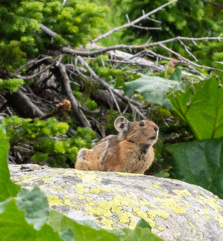 Image of Alpine Pika