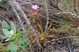 Drosera ramentacea Burch. ex DC.的圖片